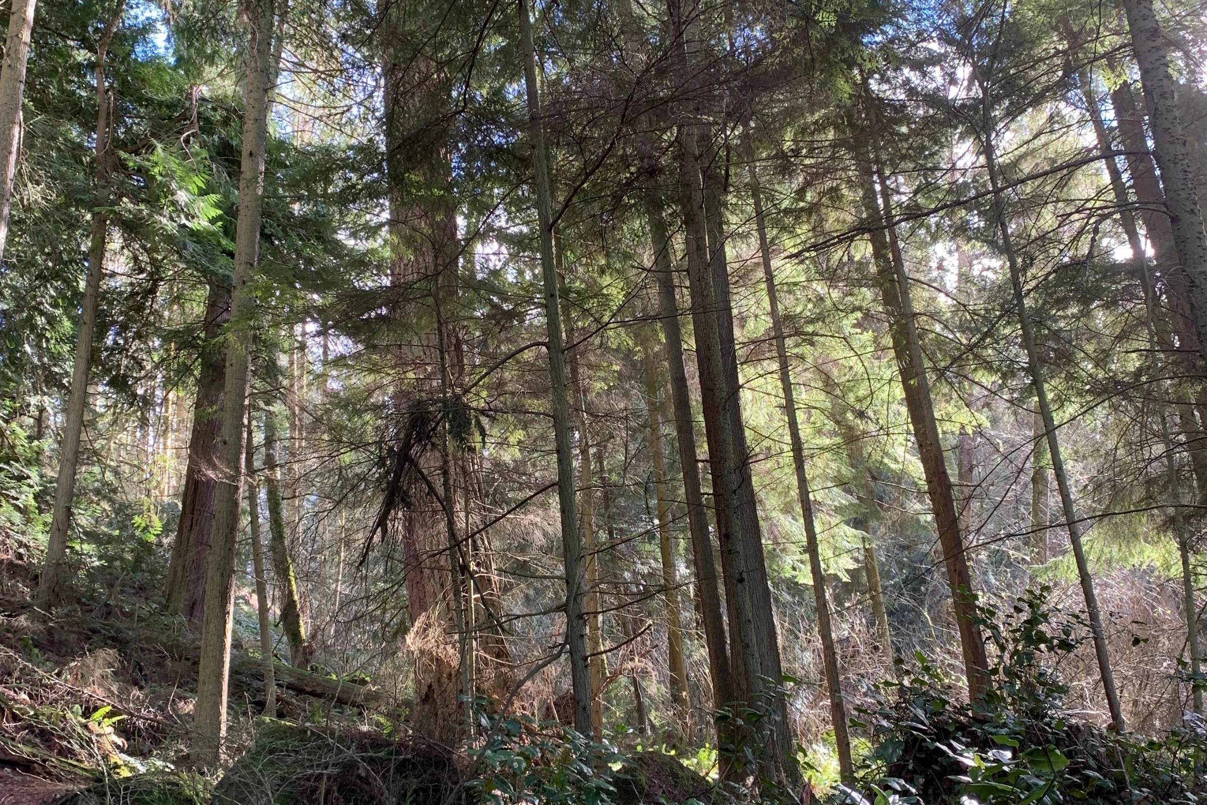North_Bend,_Oregon[1].webp